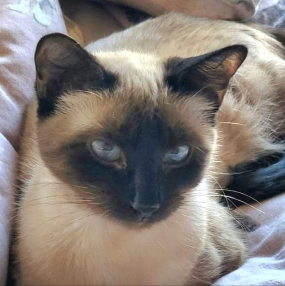 Meet your Posher, Dollie s - Picture 1 of 2